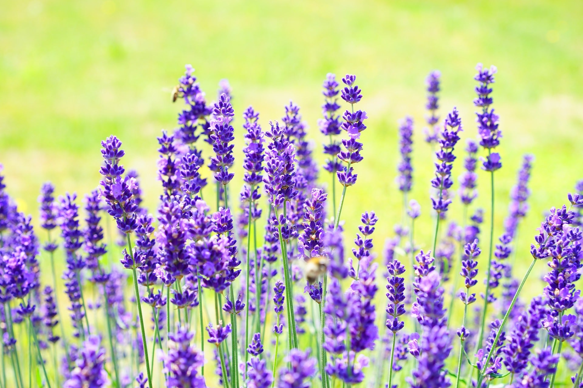 Rapsodine Bodylotion lavendel