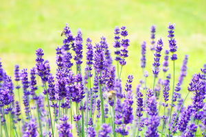 Rapsodine Bodylotion lavendel